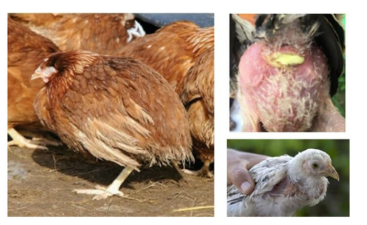 Bệnh đốm đen ở gà - Nguyên nhân và cách điều trị