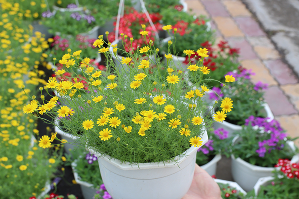 Cây Sao Băng: ý nghĩa, cách trồng và cách chăm sóc tại nhà - VIETTERA.COM