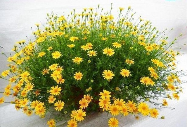 Cây Sao Băng: ý nghĩa, cách trồng và cách chăm sóc tại nhà - VIETTERA.COM