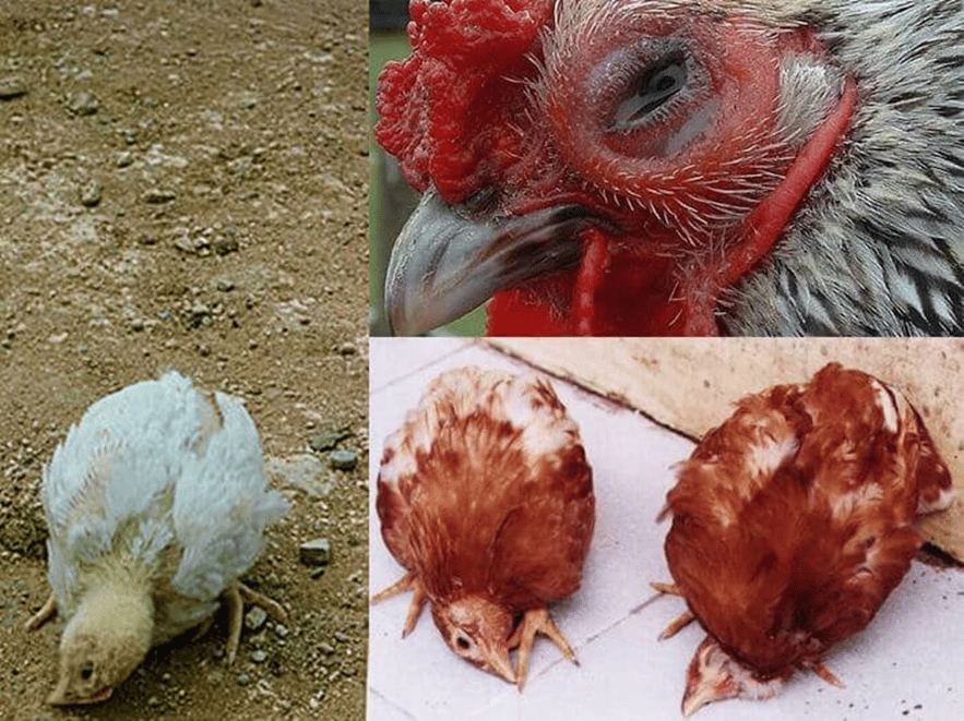 Phương Pháp Phòng Bệnh CRD - Bệnh Hen Gà Hiệu Quả