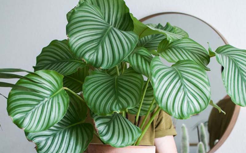 Ý nghĩa phong thủy, cách trồng và công dụng lọc không khí của cây đuôi công