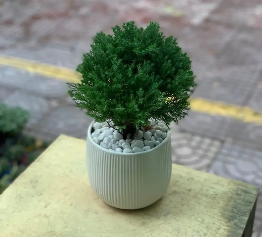 Cây sơn tùng: Ý nghĩa và đặc điểm khiến cây được yêu thích
