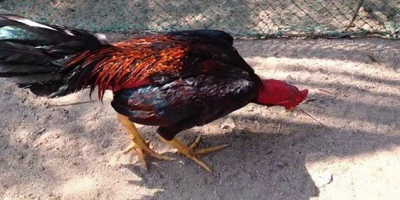 Hướng Dẫn Cách Chữa Gà Bị Khò Khè Lên Đờm Đơn Giản - JUN88