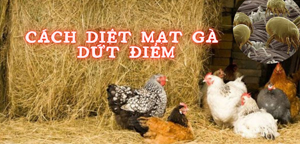 Chia Sẻ 2 Cách Diệt Mạt Gà Dứt Điểm & Hiệu Quả Nhất Hiện Nay