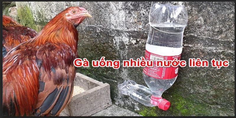 Gà Uống Nước Liên Tục Có Thể Mắc Bệnh Gì Gà Uống Nước Liên Tục Có Thể Mắc Bệnh Gì