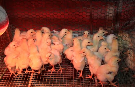 Kỹ thuật úm gà con và chăm sóc gà con giai đoạn từ 1 – 28 ngày tuổi - Chăn nuôi Việt Nam