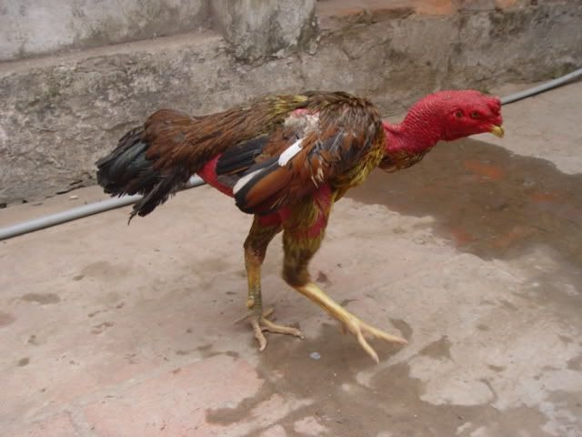 Gà Chọi Bị Yếu Chân: Triệu Chứng, Nguyên Nhân Và Cách Điều Trị