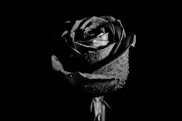 loai hoa mang y nghia dau thuong 4