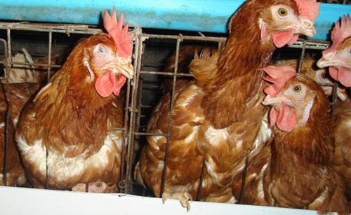 Bệnh sổ mũi truyền nhiễm (Coryza) trên gà - VietDVM - Thông tin Kiến thức Chăn nuôi Thú y