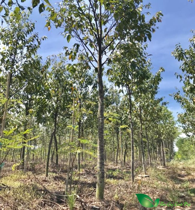 Cây sao đen: Đặc điểm, phân bố, và công dụng