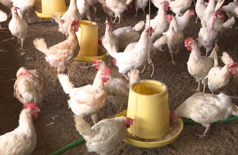 Tự phối trộn thức ăn cho gà đẻ