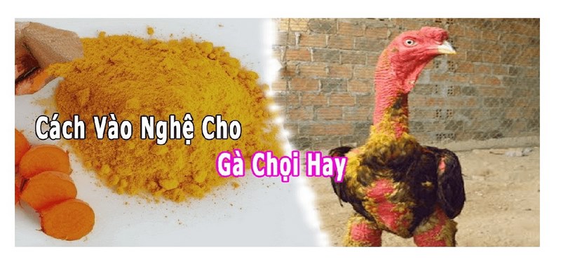 Lưu ý Khi Vào Nghệ Cho Gà Chọi