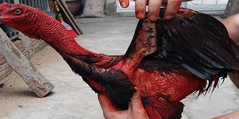 Cách Vào Nghệ Gà Chọi Giúp Gà Khỏe Mạnh Đẹp Da