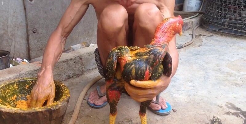 Hướng dẫn cách làm rượu nghệ bóp gà đá hiệu quả nhất