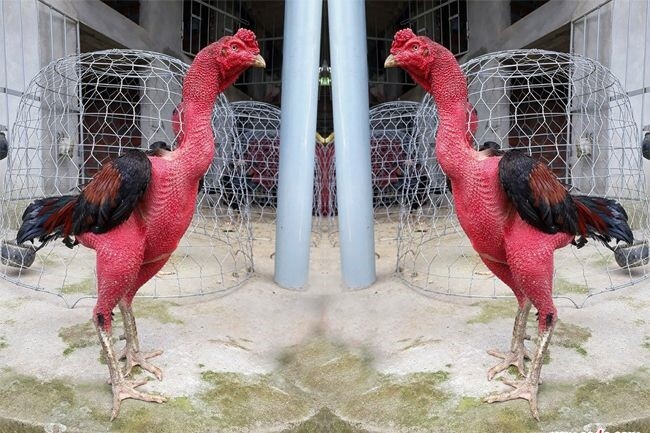 Hướng dẫn cách làm rượu nghệ bóp gà đá hiệu quả nhất