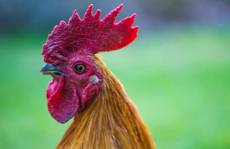 Các loại gà mồng vua