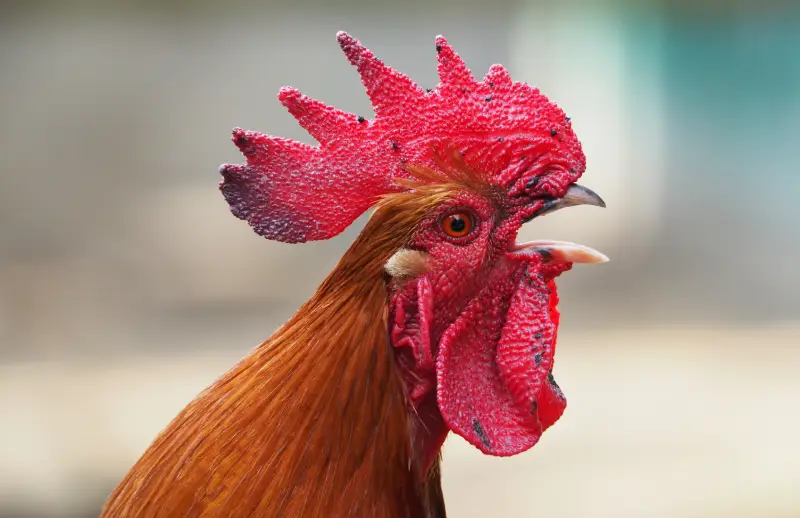 Các loại mồng gà