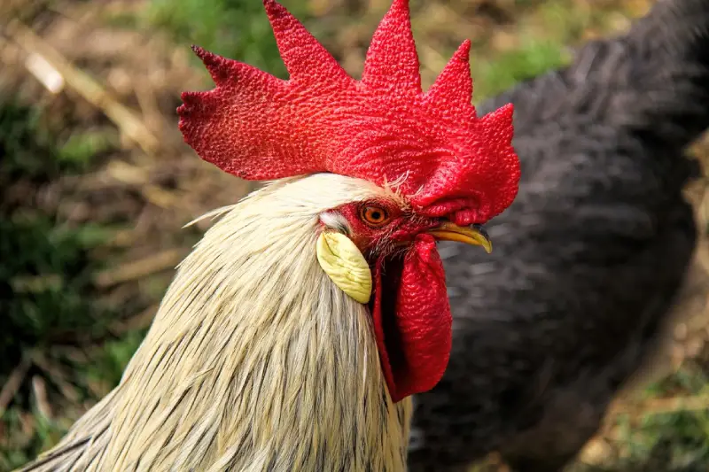 Gà mồng vua là gì?