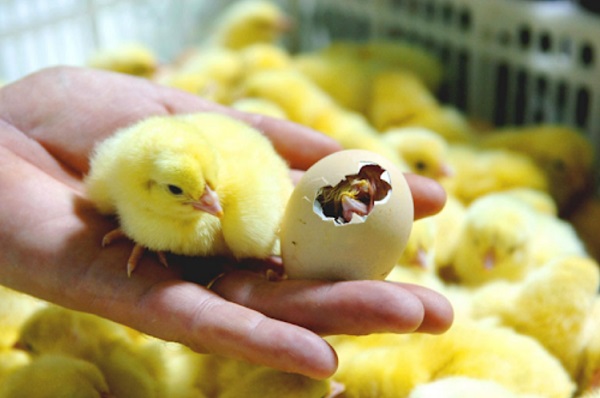 Tìm hiểu thông tin đầy đủ nhất về thuốc úm gà con hiện nay