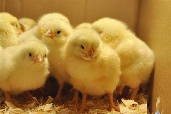 Tìm hiểu thông tin đầy đủ nhất về thuốc úm gà con hiện nay