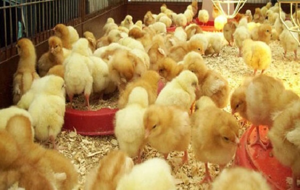 Tìm hiểu thông tin đầy đủ nhất về thuốc úm gà con hiện nay