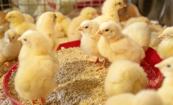 Tìm hiểu thông tin đầy đủ nhất về thuốc úm gà con hiện nay