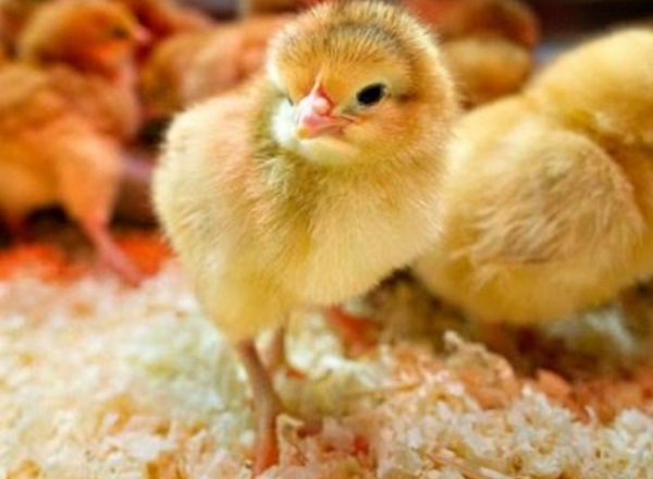 Tìm hiểu thông tin đầy đủ nhất về thuốc úm gà con hiện nay