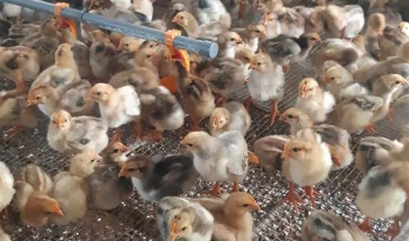 Cách Chăm Sóc Gà Đá Con Khỏe Mạnh Và Nhanh Lớn Cho Tân Binh