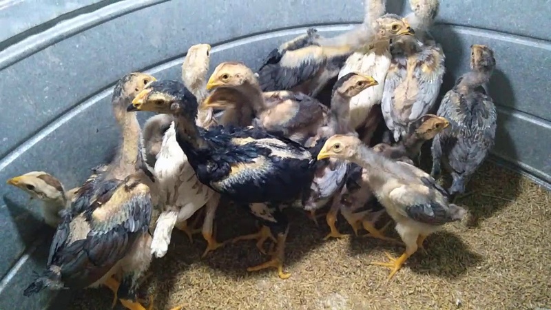 Cách Chăm Sóc Gà Đá Con Khỏe Mạnh Và Nhanh Lớn Cho Tân Binh