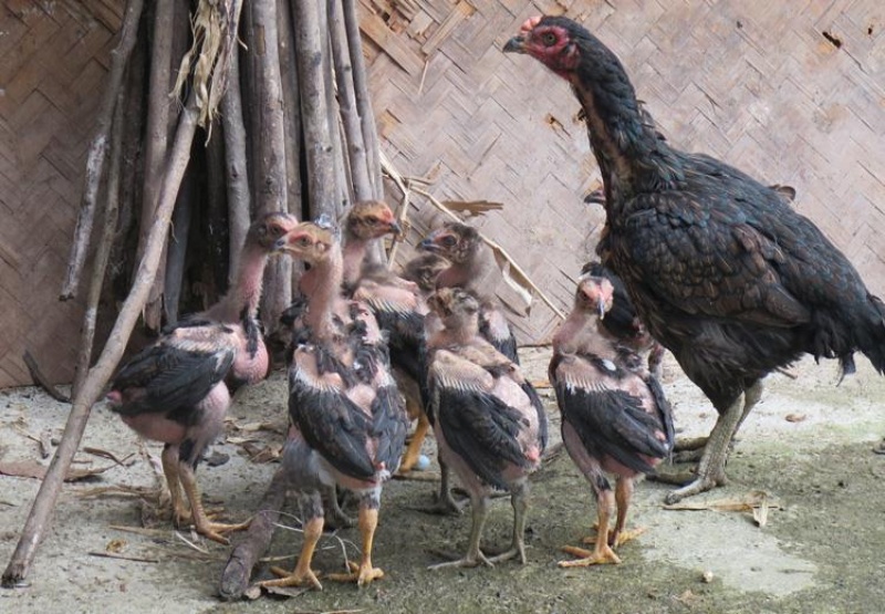 Cách Chăm Sóc Gà Đá Con Khỏe Mạnh Và Nhanh Lớn Cho Tân Binh