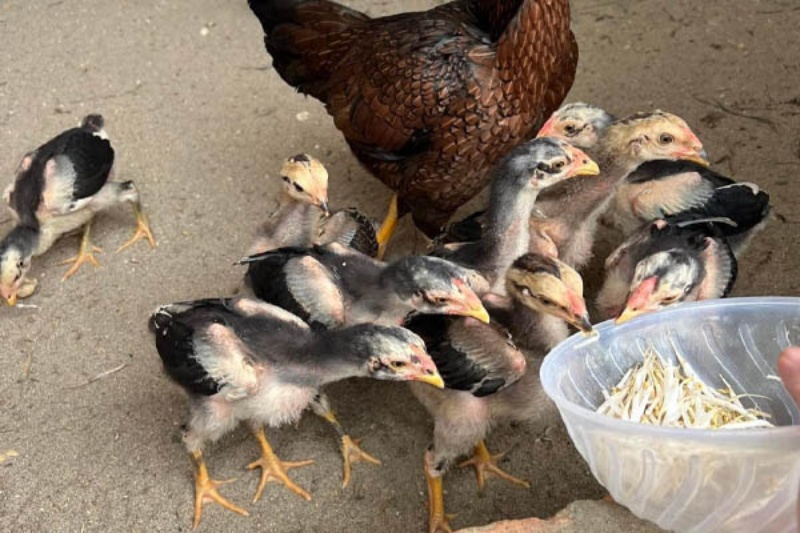 Cách Chăm Sóc Gà Đá Con Khỏe Mạnh Và Nhanh Lớn Cho Tân Binh