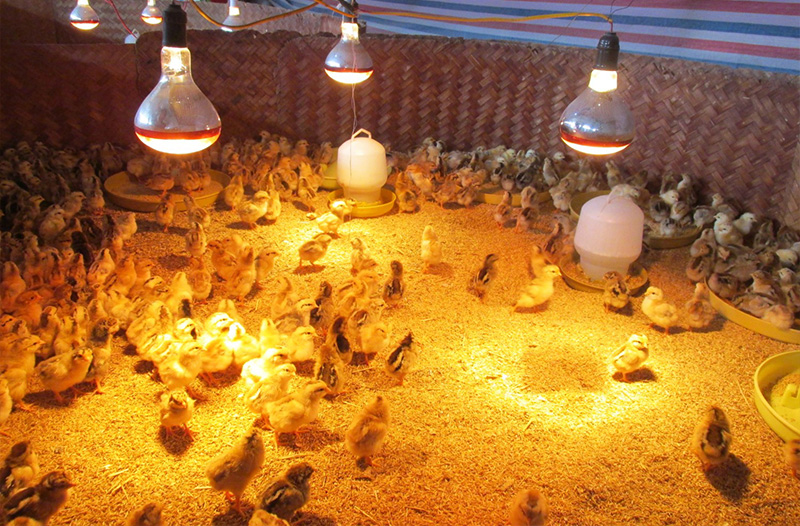 Kỹ thuật nuôi gà con mới nở từ A-Z: bí kíp giúp gà khoẻ mạnh, nhanh lớn