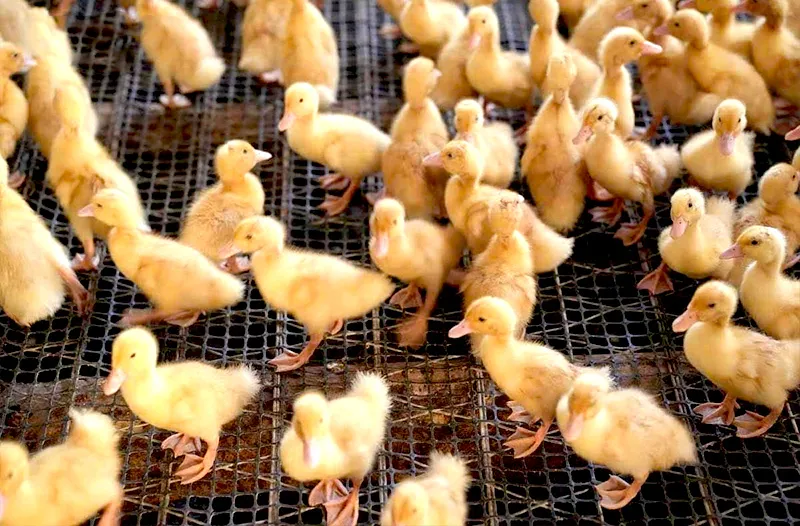 Kỹ thuật nuôi gà con mới nở từ A-Z: bí kíp giúp gà khoẻ mạnh, nhanh lớn