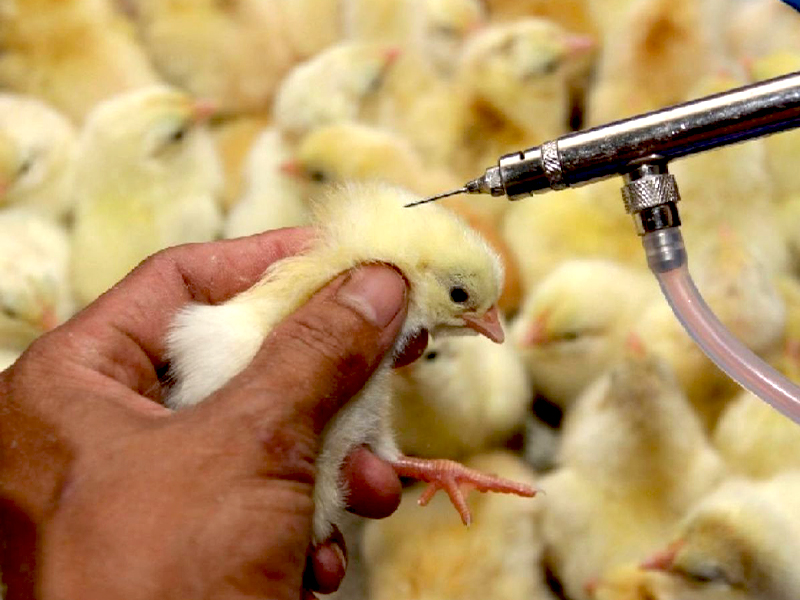 Kỹ thuật nuôi gà con mới nở từ A-Z: bí kíp giúp gà khoẻ mạnh, nhanh lớn