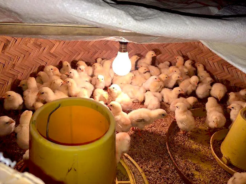 Kỹ thuật nuôi gà con mới nở từ A-Z: bí kíp giúp gà khoẻ mạnh, nhanh lớn