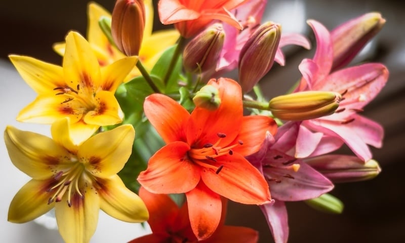 Hoa ly (Lily): Nguồn gốc, ý nghĩa các loại hoa bách hợp và cách trồng đơn giản
