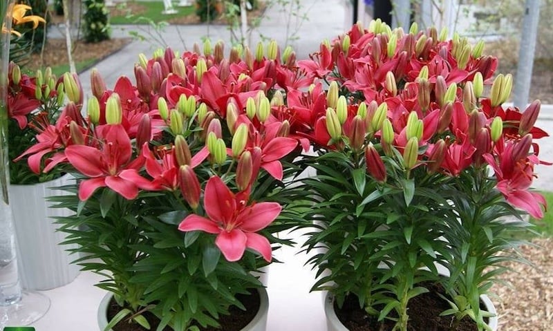 Hoa ly (Lily): Nguồn gốc, ý nghĩa các loại hoa bách hợp và cách trồng đơn giản